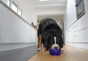Hund frisst Hundefutter in der Küche