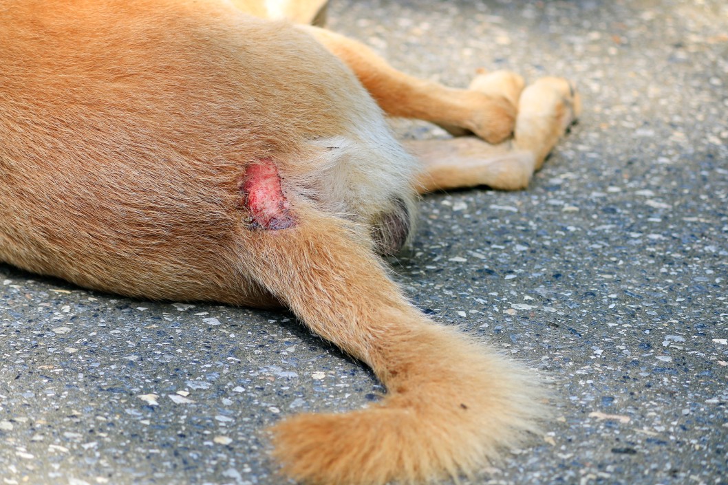 Hautpilz bei einem Hund