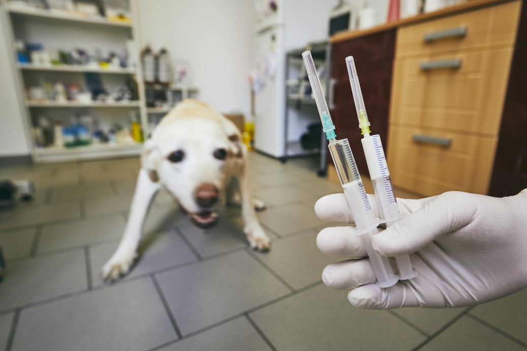 Hund bekommt Impfauffrischung gegen Würmer