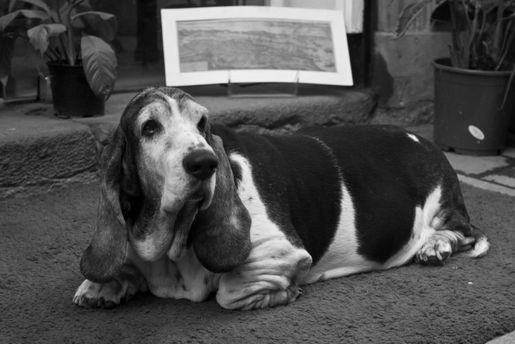 Torsio ventriculi Magendrehung beim Hund haustierejournal.de