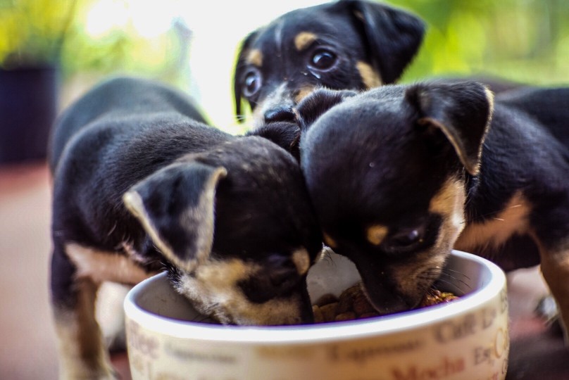 Hundebabies mit gesundem Futter