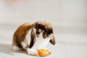 Kaninchen mit Nachhand-Lähmung
