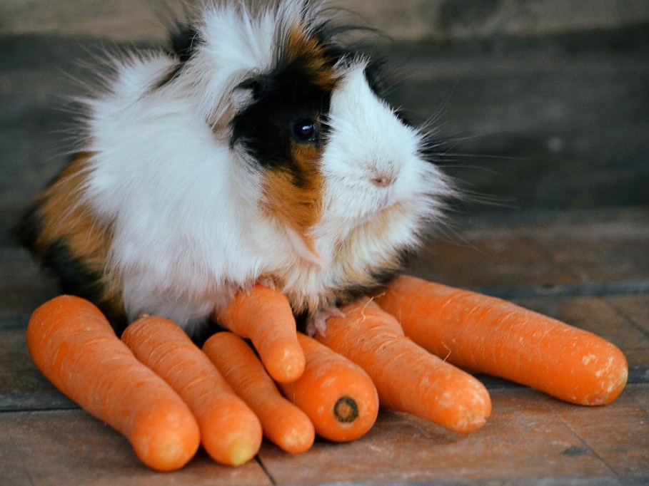 Meerschweinchen sitzt auf Karotten