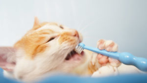 auch bei Katzen putzt man die Zähne