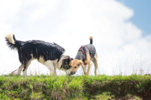 CBD Öl kann auch auf Hunde eine beruhigende Wirkung haben.