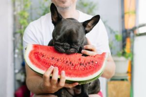 Gesunde Ernährung ist das A und O bei Hunden. Foto: grlls_mnmxms via Twenty20