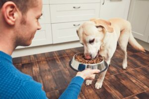 Die Ernährung eines Hundes sollte ausgewogen und gesund sein. Foto Chalabala via Twenty20
