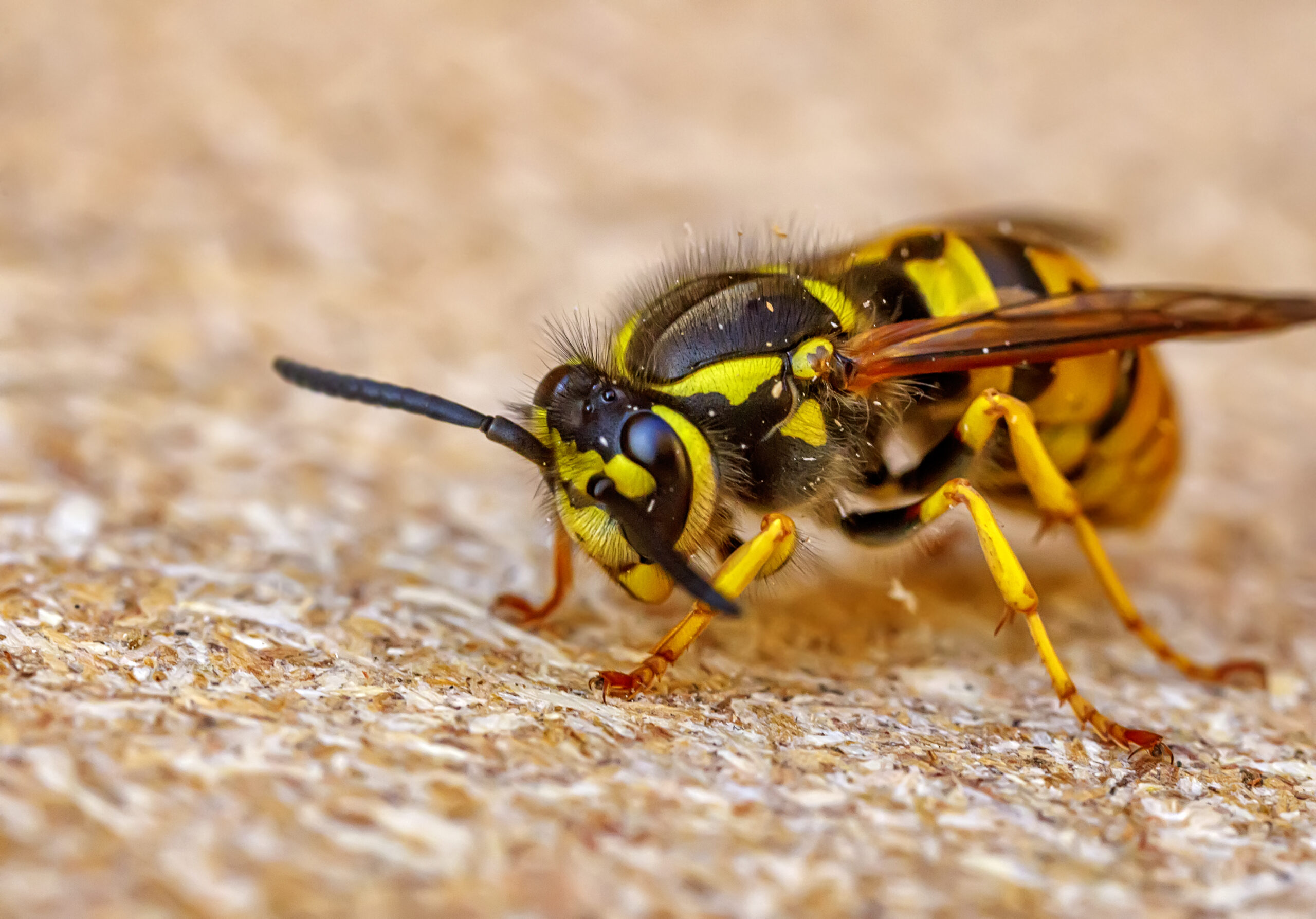 Ein Wespenstich kann für den Menschen sehr unangenehme Folgen haben. Foto EdVal via Envato