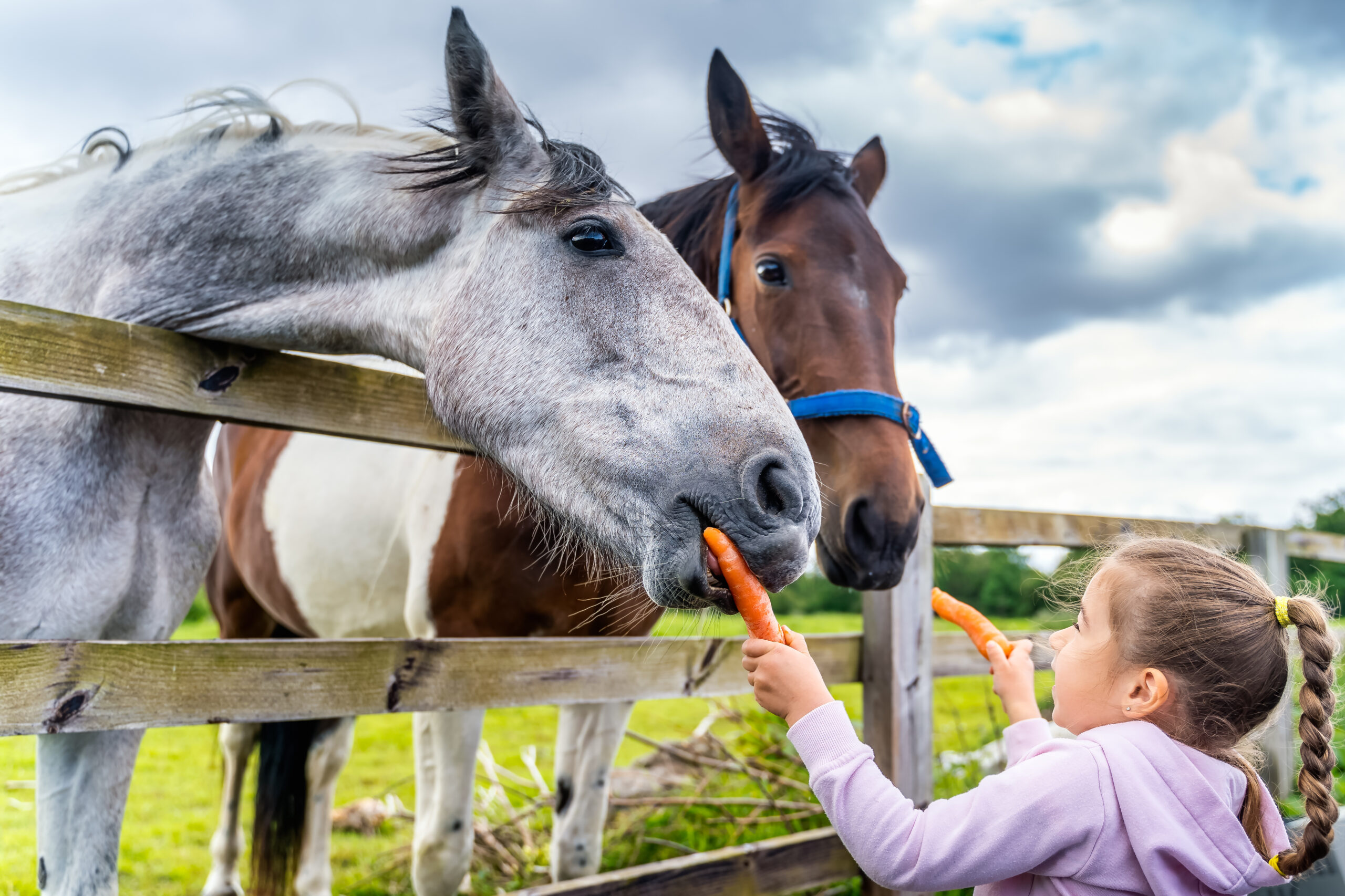 Was ist bei der Fütterung von Pferden zu beachten Foto © Dawid stock adobe
