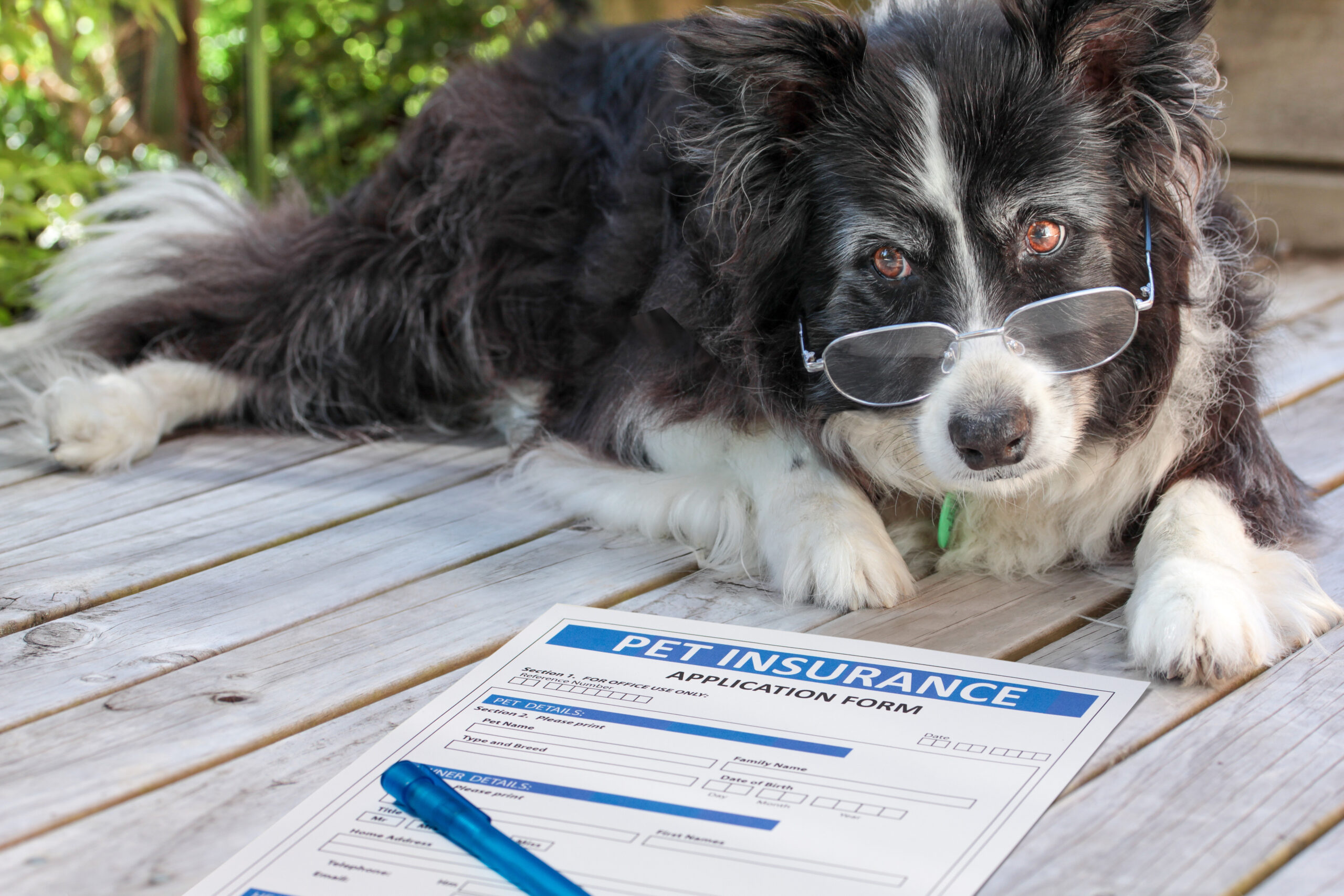 Hundehalter sollten unbedingt über Hundeversicherungen nachdenken. Foto: ©Pixsooz / stock adobe