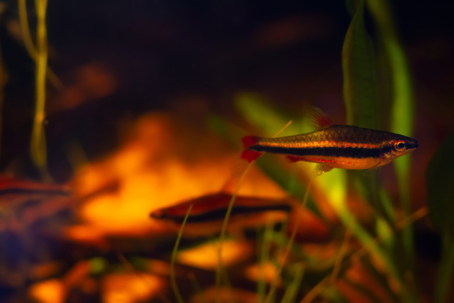 Aquarium